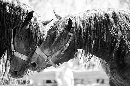 stallions, noriker, breeding stallions, kaltblut, friendship, closeness, approach