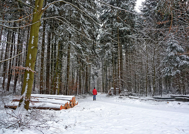 rừng, mùa đông, wintry, đi bộ, cây, mùa đông theo cách, tuyết