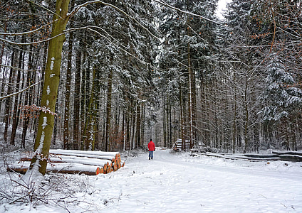 lasu, zimowe, chłodny, pieszo, drzewa, Zimą droga, śnieg