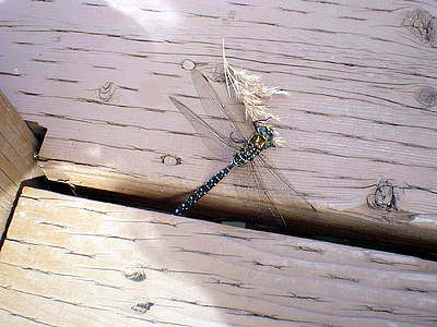 Dragonfly, letenje, insektov, modra, zelena, jedo, bug