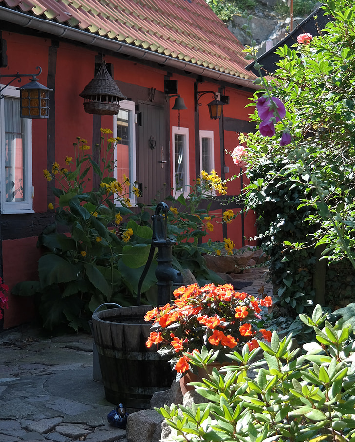 Bornholm, Dinamarca, vell, casa, tenen, flors, marc de fusta