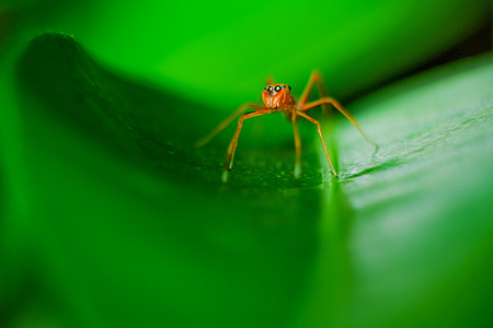 edderkop, grøn, makro, natur, farve, insekt, naturlige