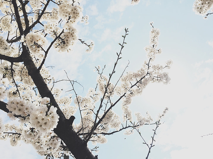 cherry blossom, spring, flowers