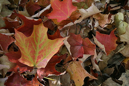 blade, ahorn, blad, maple leaf, efterår, falder, rød