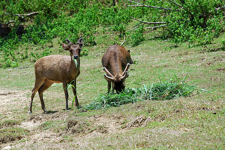 Deer, eläimet, karjan, yleistä, Metsä, Sambar, Menjangan