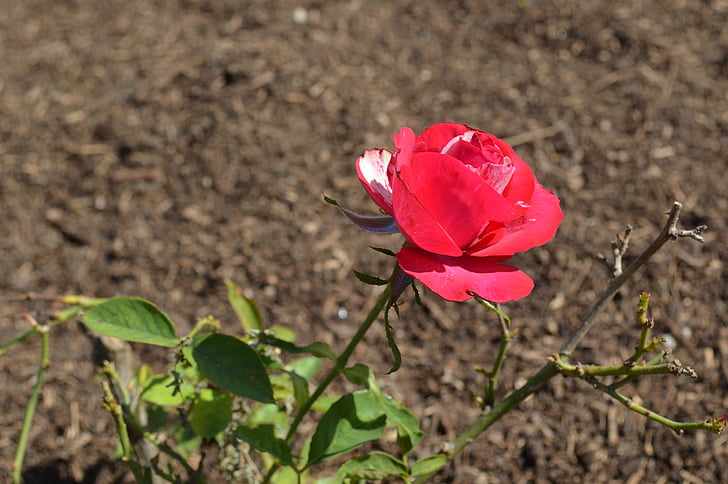 Rosa, kwiat, kolor różowy