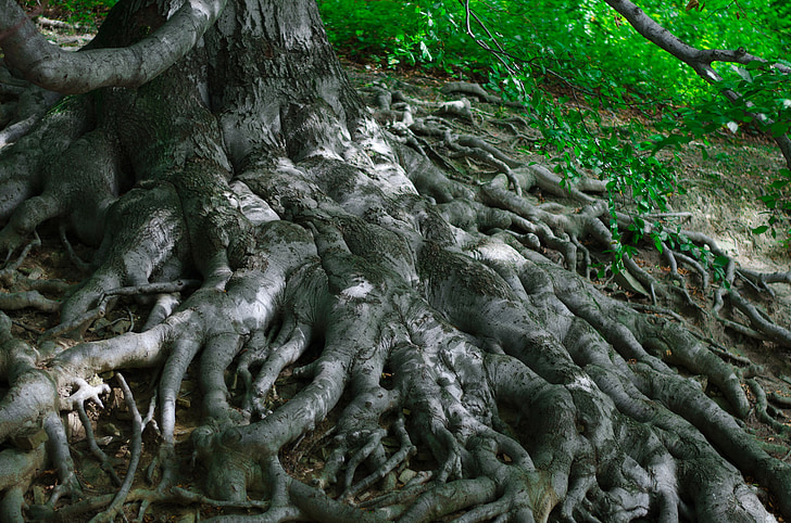 raízes, árvore, natureza, floresta, floresta, meio ambiente, natural