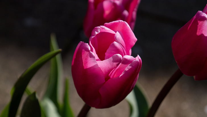 Tulip, été, Blooming, fleurs d’été, nature, coloré, printemps