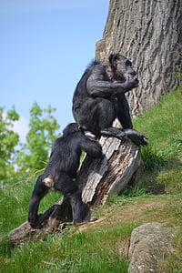 chimpancé, mono, monos, Parque zoológico, animal, primate, mamíferos