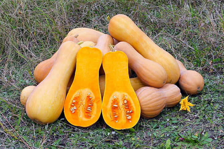 butternut squash, produce, gourd, vegetable, food, nature, outside