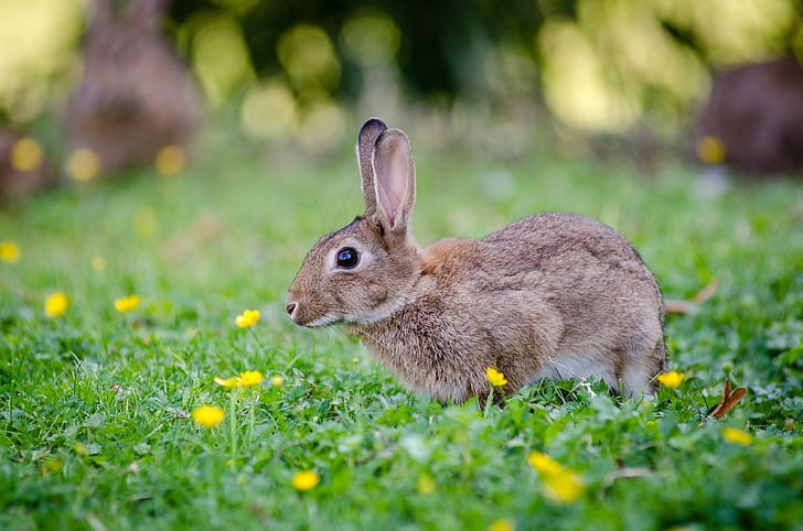 animal, bunny, cute, field, grass, lawn, little