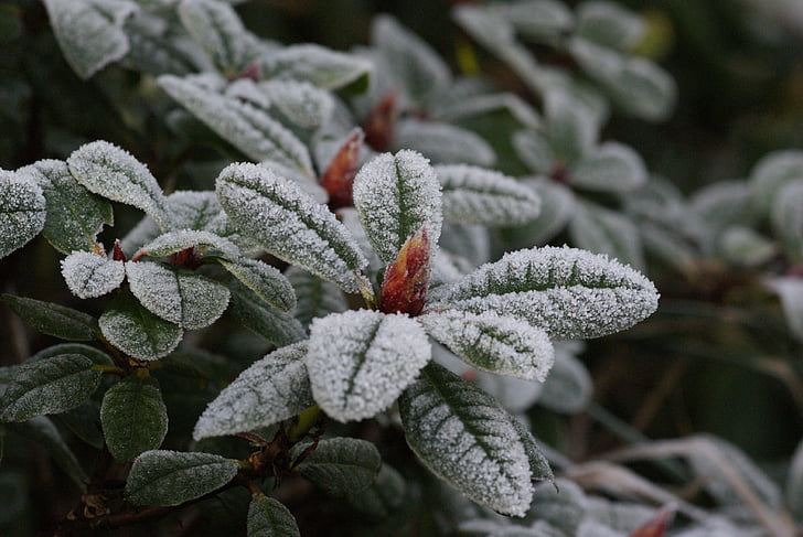 winter, frost, frozen, zing rain, leaves, button, rhododendron