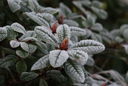 hiver, gel, congelés, pluie de zing, feuilles, bouton, Rhododendron