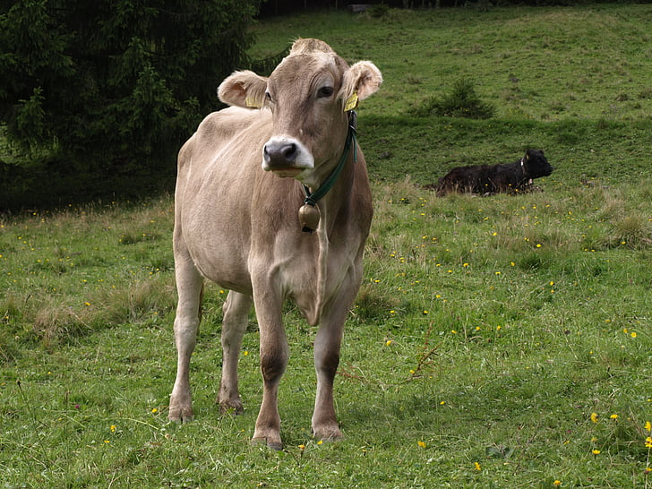 zvířata, krávy, Allgäu