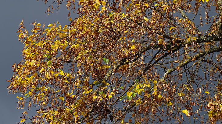 jeseni, jesensko razpoloženje, Linde, pojavljajo, drevo, listi, Jesenske barve