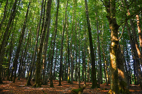 floresta, árvores, natureza, para a floresta