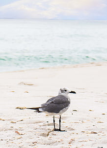 bird, ocean, sand, seagull, seagulls, sitting, standing