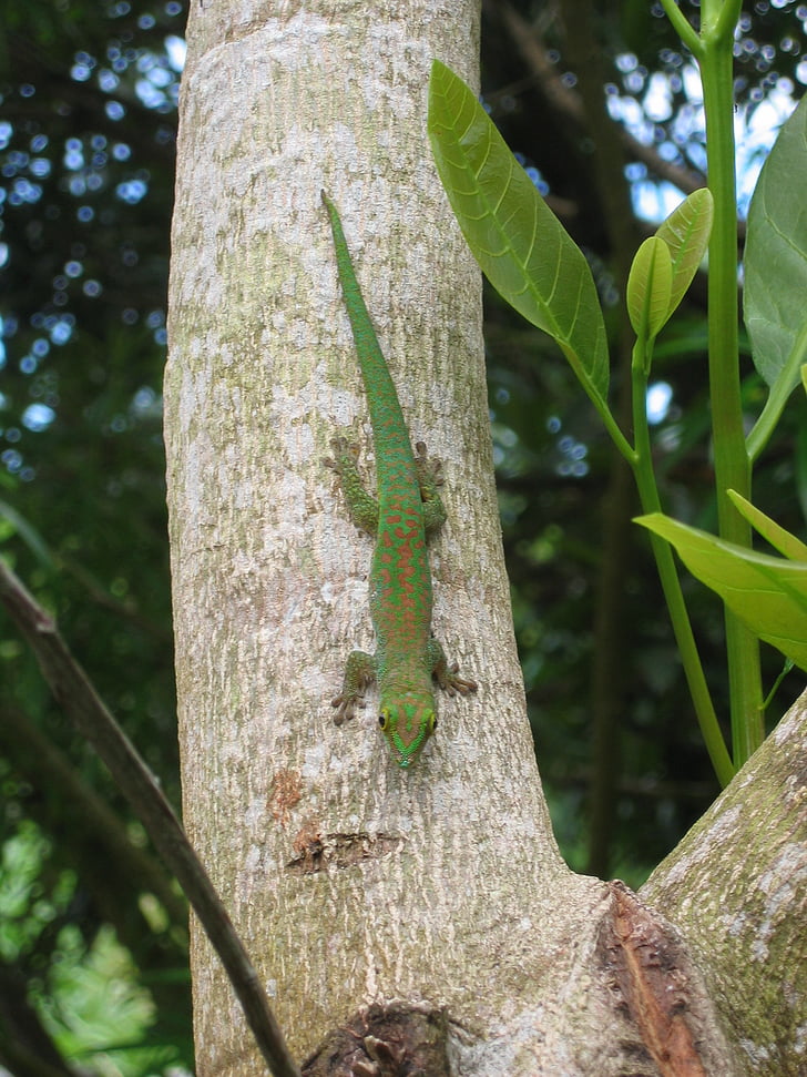 Gecko, zelena gecko, kuščar, Sejšeli, drevo, vzpon, narave