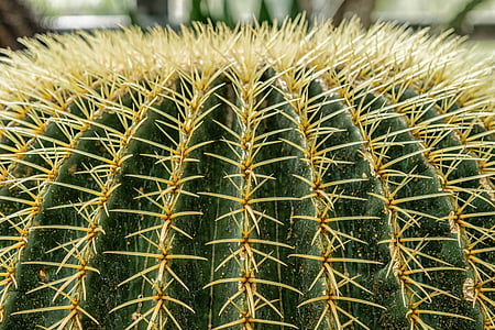 cactus, sting, prickly, plant, close, desert, green