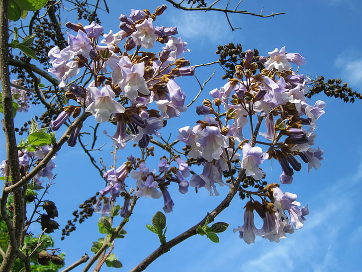 Paulownia tomentosa, keisarinna puu, Princess tree, Sormustinkukka puu, puu, kasvi, Flora