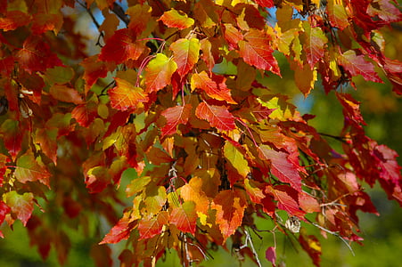 drzewo, pozostawia, upadek, pomarańczowy, żółty, jesienią liście, jesień