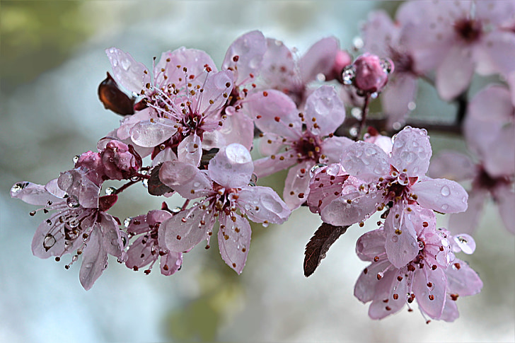 cây, máu mận, Blossom, nở hoa, giọt nước mưa, mùa xuân, Thiên nhiên