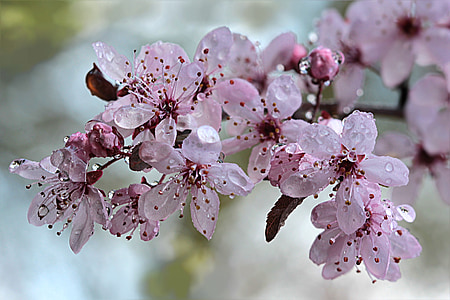树, 鲜血梅花, 开花, 绽放, 雨滴, 春天, 自然