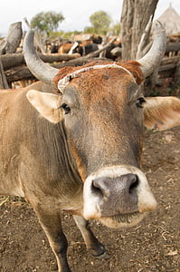vaca, animal, animais da quinta, agricultura, gado, doméstica, pecuária
