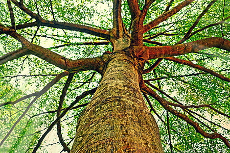 bark, blur, branch, close-up, environment, focus, growth
