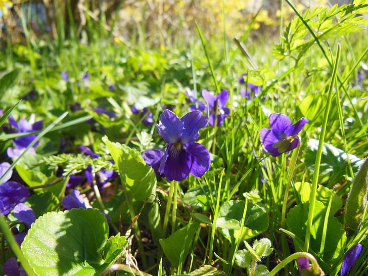 spring, violets, sunny weather, background, grass, light, close-up