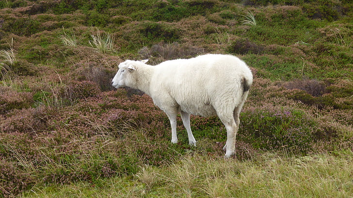 sheep, dunes, animal