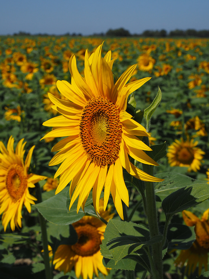 sunflower field, sun flower, summer, idyllic, helianthus annuus, flower, nature