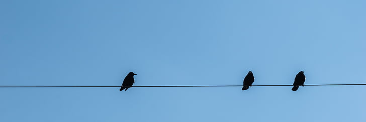 stare, power line, birds, persevere, animal, black, blue