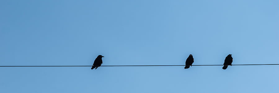 menatap, Power line, burung, bertahan, hewan, hitam, biru