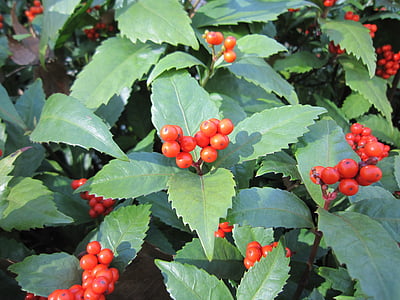 hierba coral, planta, roja sub, rojo, fragancia de montaña completo, té de Guanyin, el noveno festival de las flores