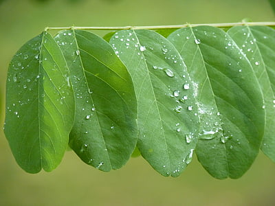 leaves, green, rain, dew, drip, plant, nature