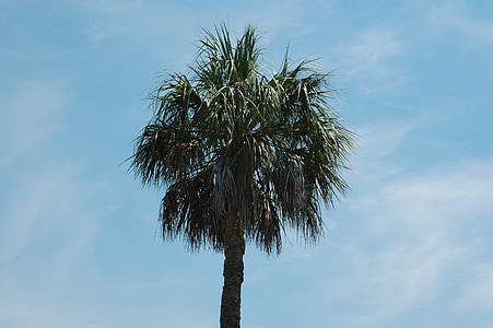 Palme, modro nebo, Palm, drevo, tropskih