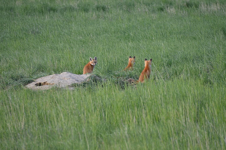 Příroda, zvířata, Fox, lišky, tráva, červená, volně žijící zvířata