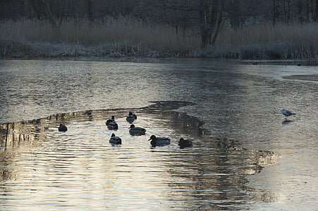 ducks, winter, lake, natural, morning, ice cream, frost