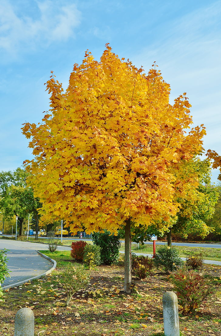 oktober, efterårets farver, træ, blade