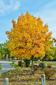 Październik, kolory jesieni, drzewo, pozostawia