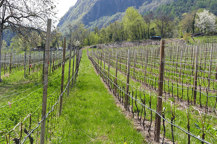 wijnstokken, sectie, lente, Zuid-Tirol, natuur, landelijke scène, landbouw
