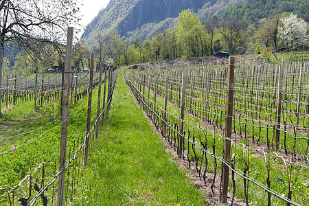 vīnogulāji, sadaļa, Pavasaris, South tyrol, daba, lauku ainas, lauksaimniecība