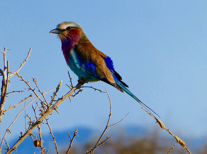 Kenia, ptak, Tsavo west