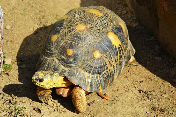 gul-footed sköldpadda, Sydamerikanska, Geochelone denticulata, reptil, hårt skal, regnskog, sköldpadda