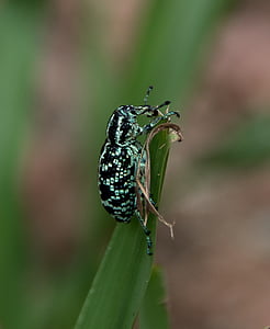 Botanik bay weevil, elmas böceği, chrysolopus spectabilis, böcek, hata, vahşi, yaprak