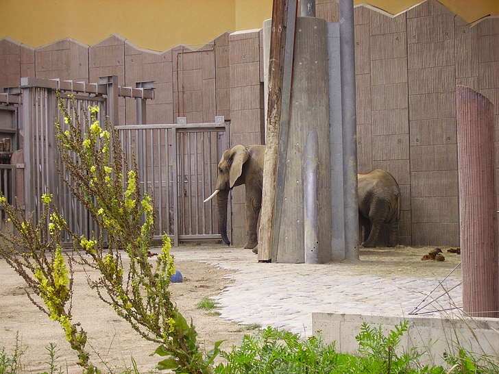 elephant, zoo, animal enclosures, hallucination, schönnbrun, animal