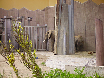 elefante, Parque zoológico, recintos de animales, alucinación, schönnbrun, animal