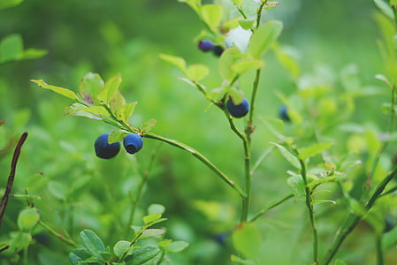 blueberry, berry, healthy, vitamins, blue, fresh consumption, nature