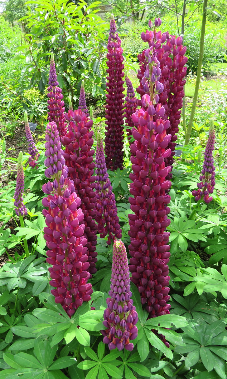 lupins, pink, purple, flowers, summer, garden